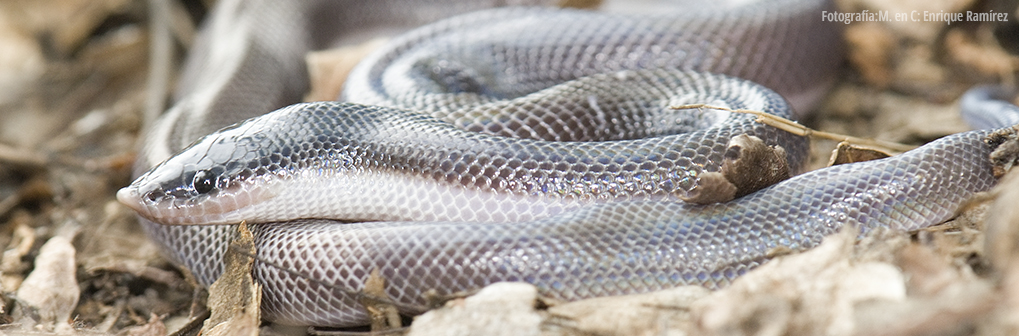 Colección Nacional de Anfibios y Reptiles (CNAR) - Instituto de Biología, UNAM